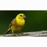 20220604 Goldammer 02 1 DSC07121 (1).jpg